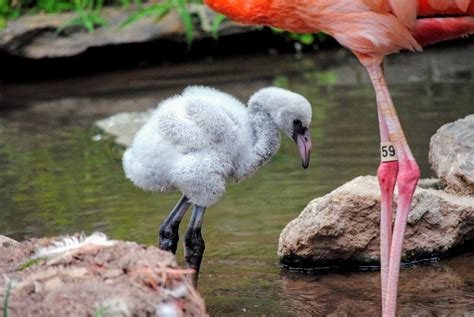 Baby flamingo - Summer day trip. baby flamingo stock pictures, royalty-free photos & images. Children watching animals at the zoo. Kids watch animals and birds at the zoo. Children watching wild life at safari park. Family day feeding animal at city zoo or farm. Boy and girl exploring nature and wildlife.